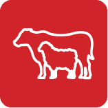 Kurban